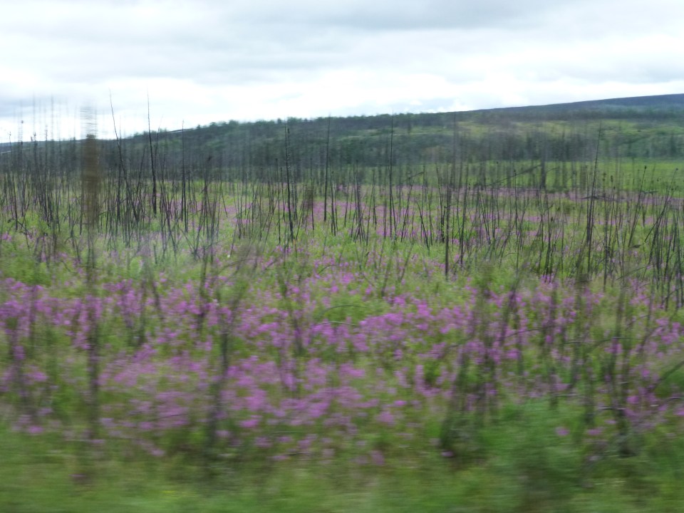 Fireweed blooming along Dalton Highway