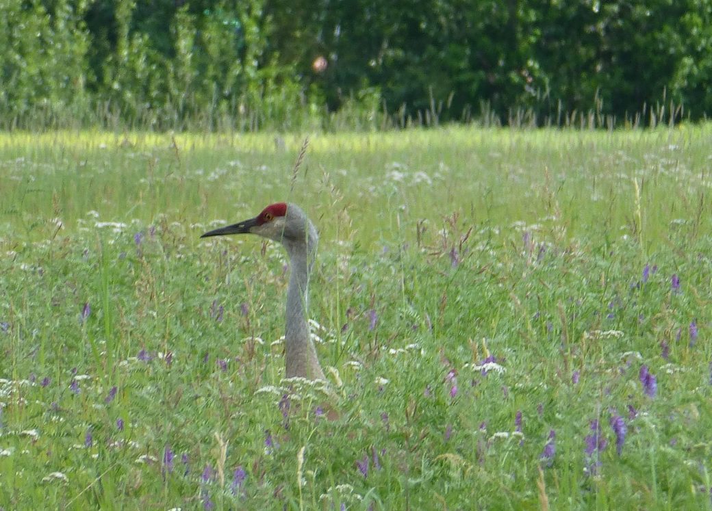 Sandhill Crane