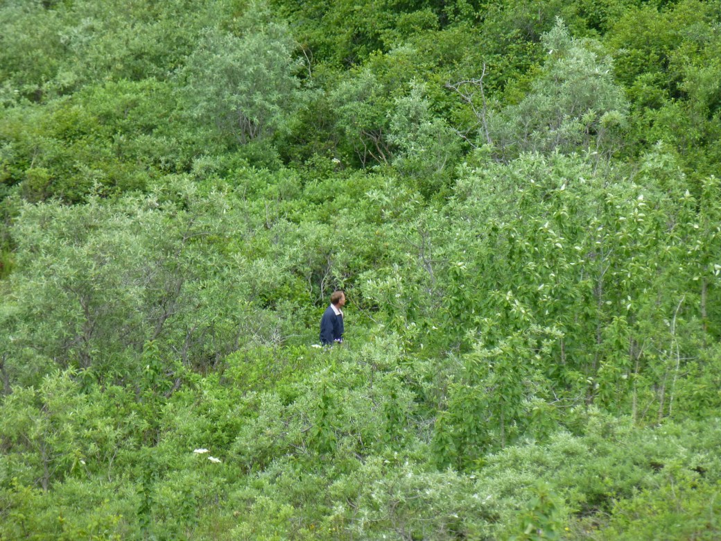 Denali National Park