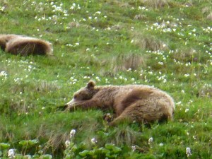 Sleeping Bears