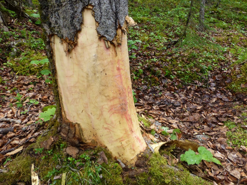 Bear Clawing marks