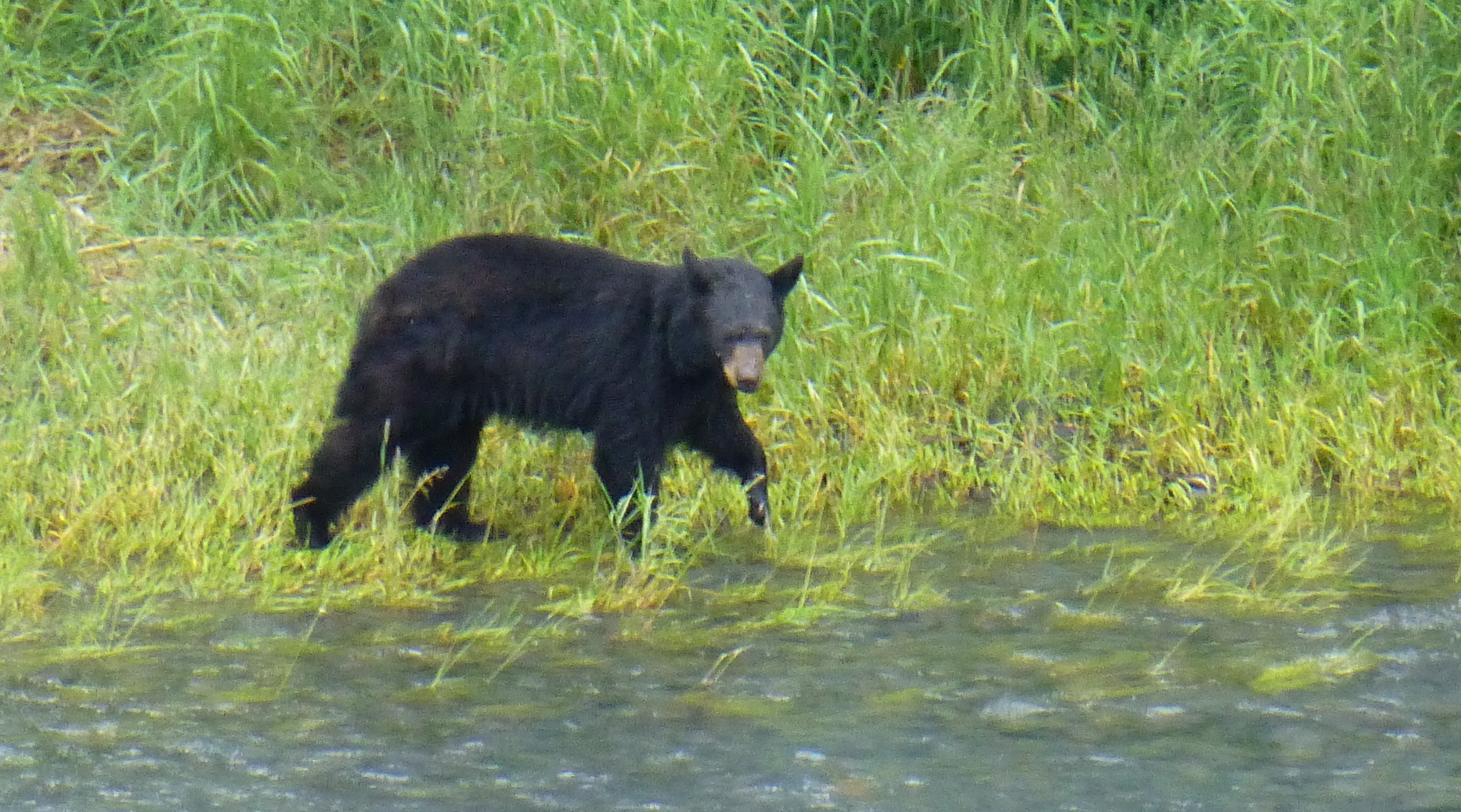 Bear in Alaska