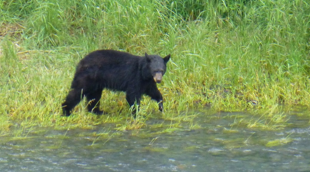 Bear in Alaska