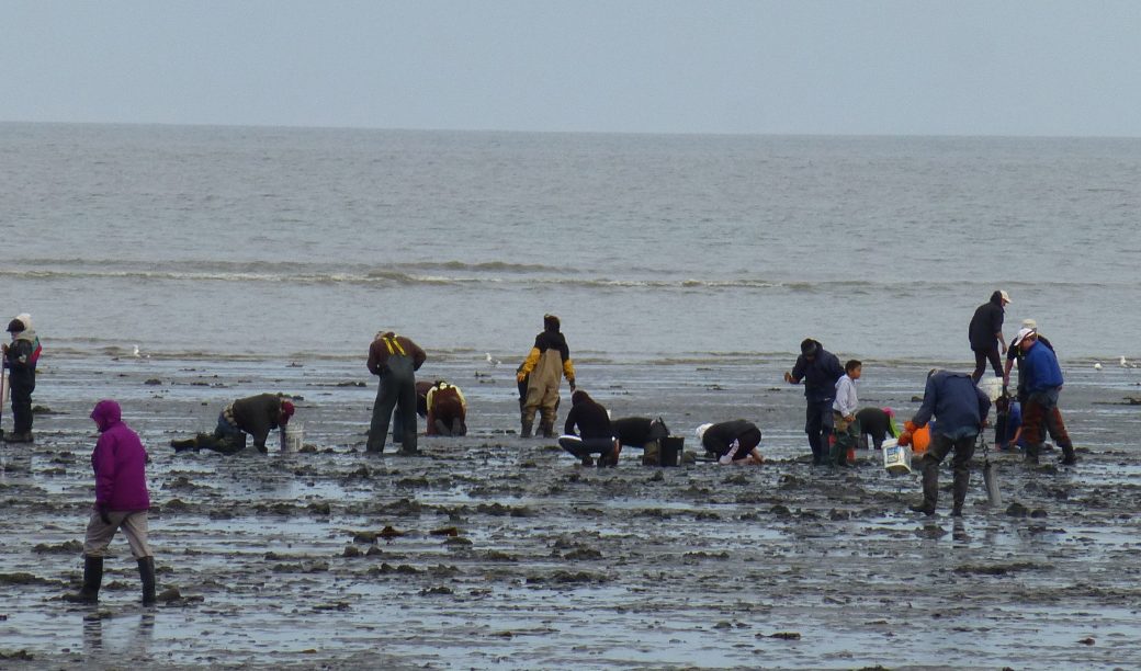 Razor Clamming