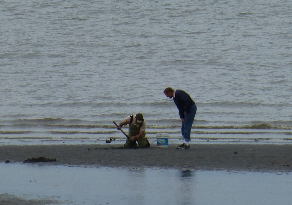 Razor Clamming in Ninilchik, Alaska