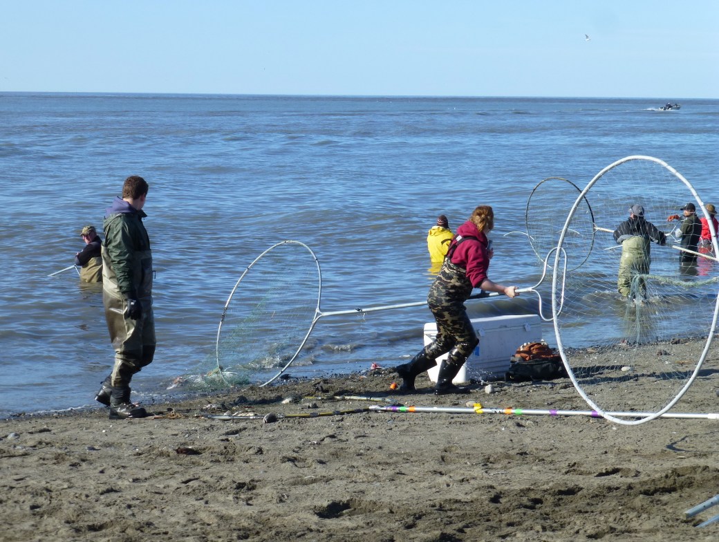 dip netting