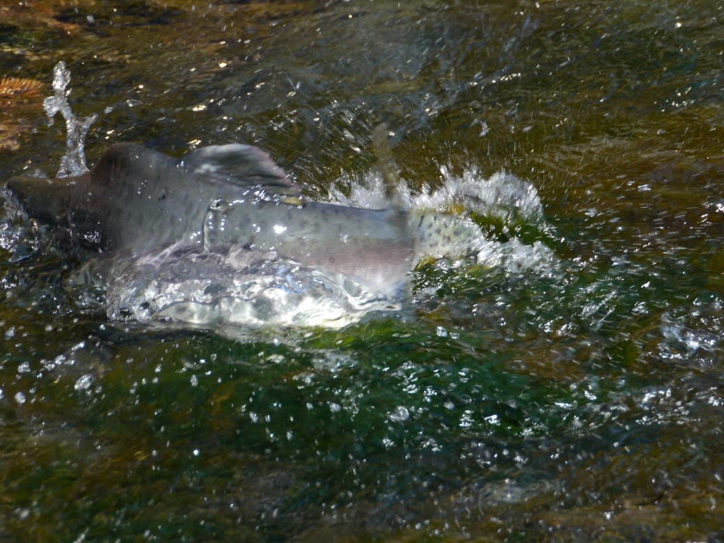 Pink Salmon running