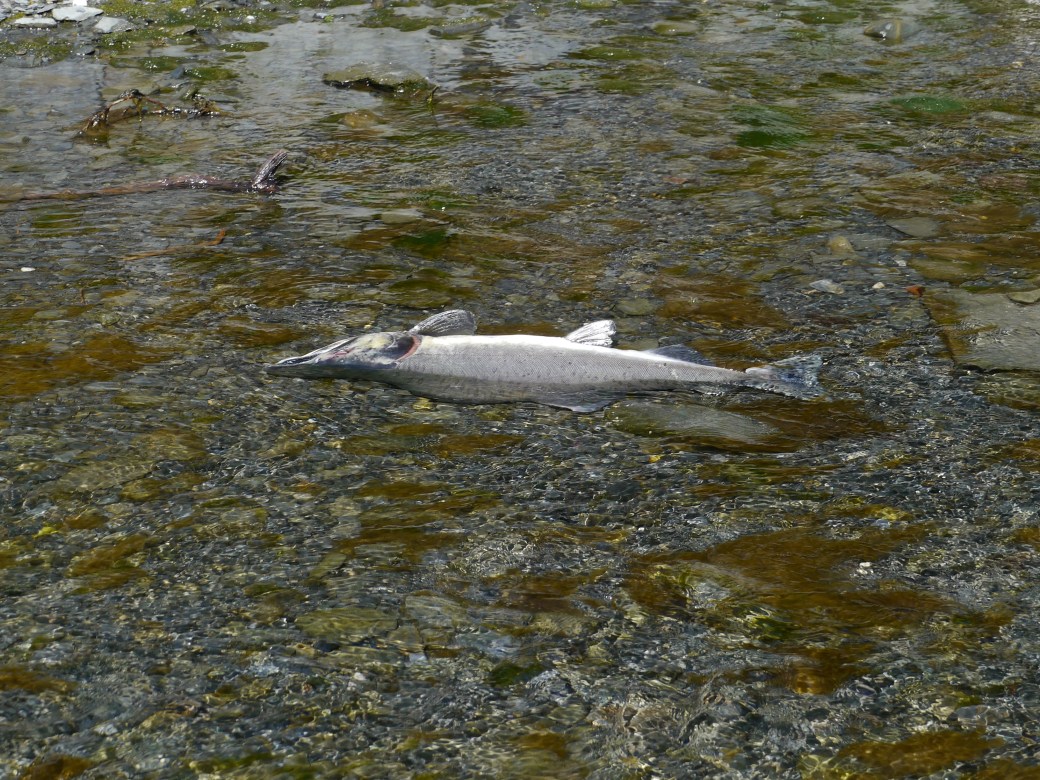 Dead after spawning