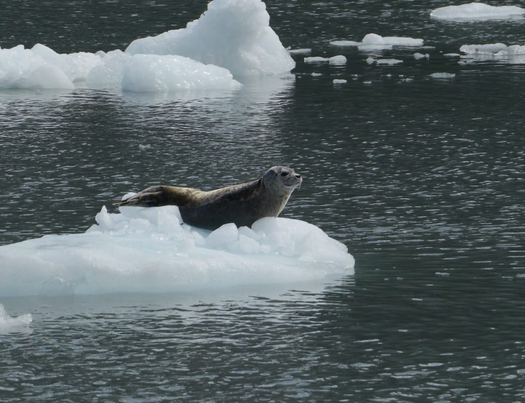 Seal near Meares Glacier
