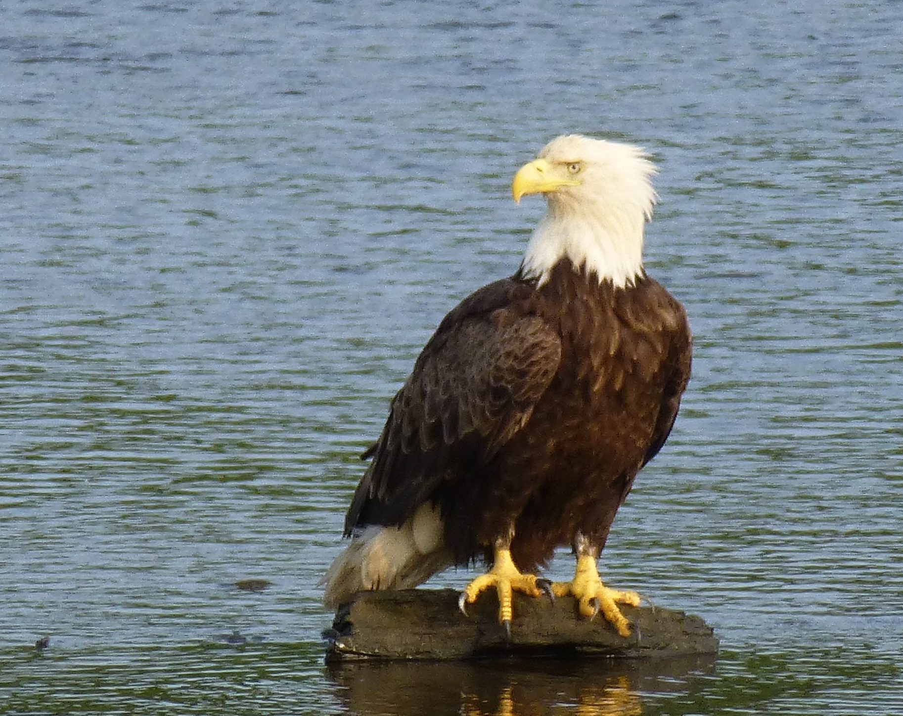 Bald Eagles, Bears and Totem Poles – Haines, Alaska