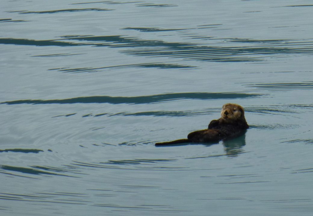 Otter