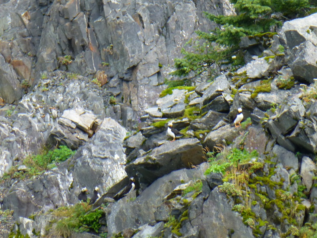 Puffins