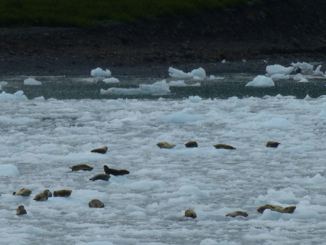 Harbor Seals
