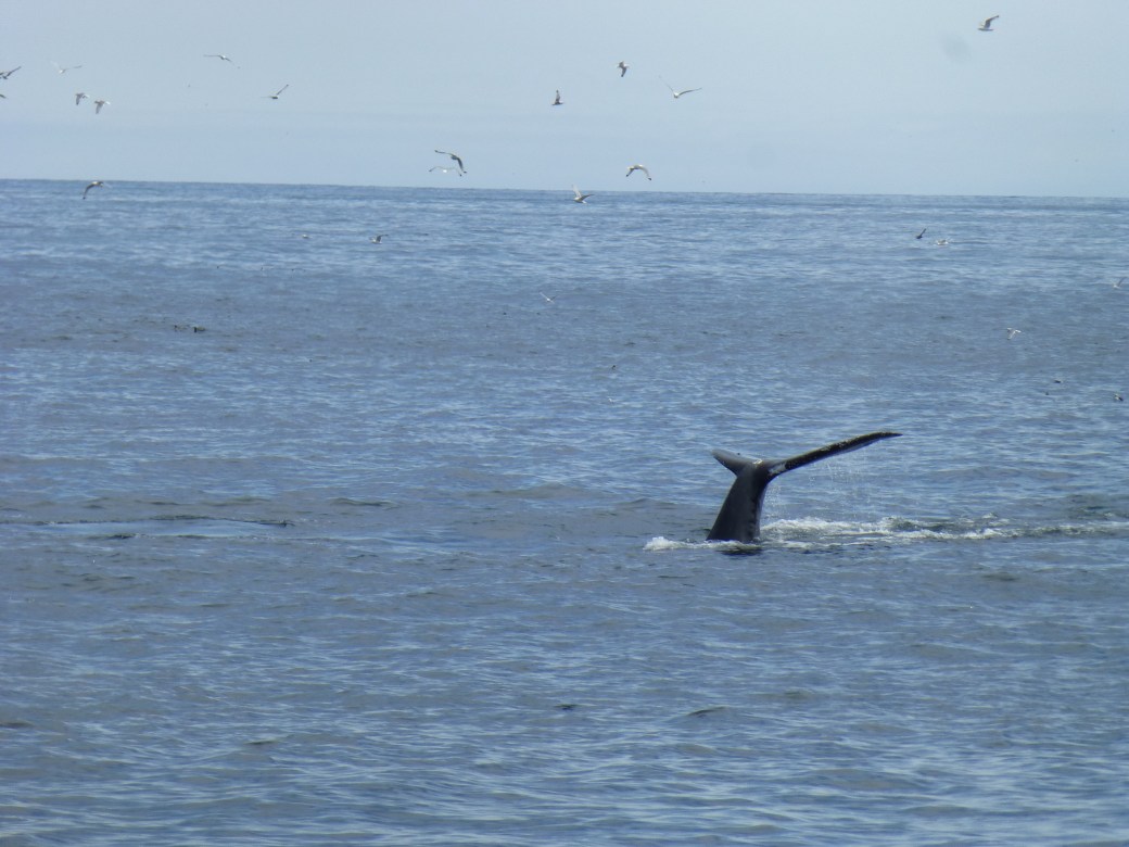 humpback whale