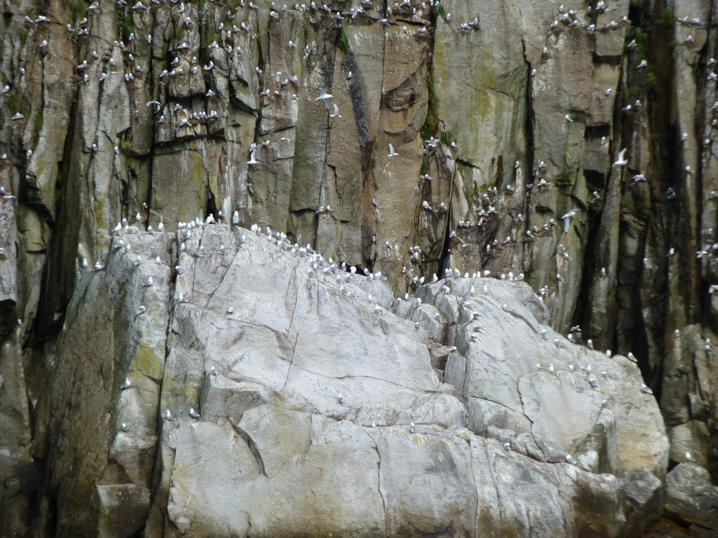 Kittiwakes