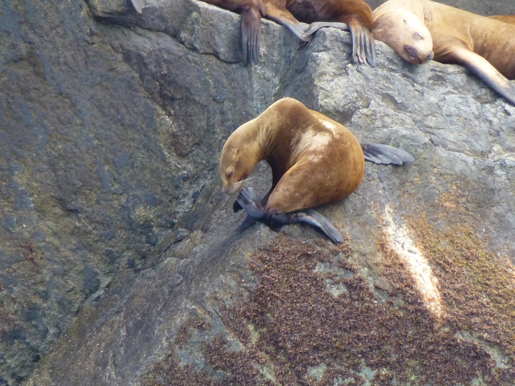 Steller Seal lions