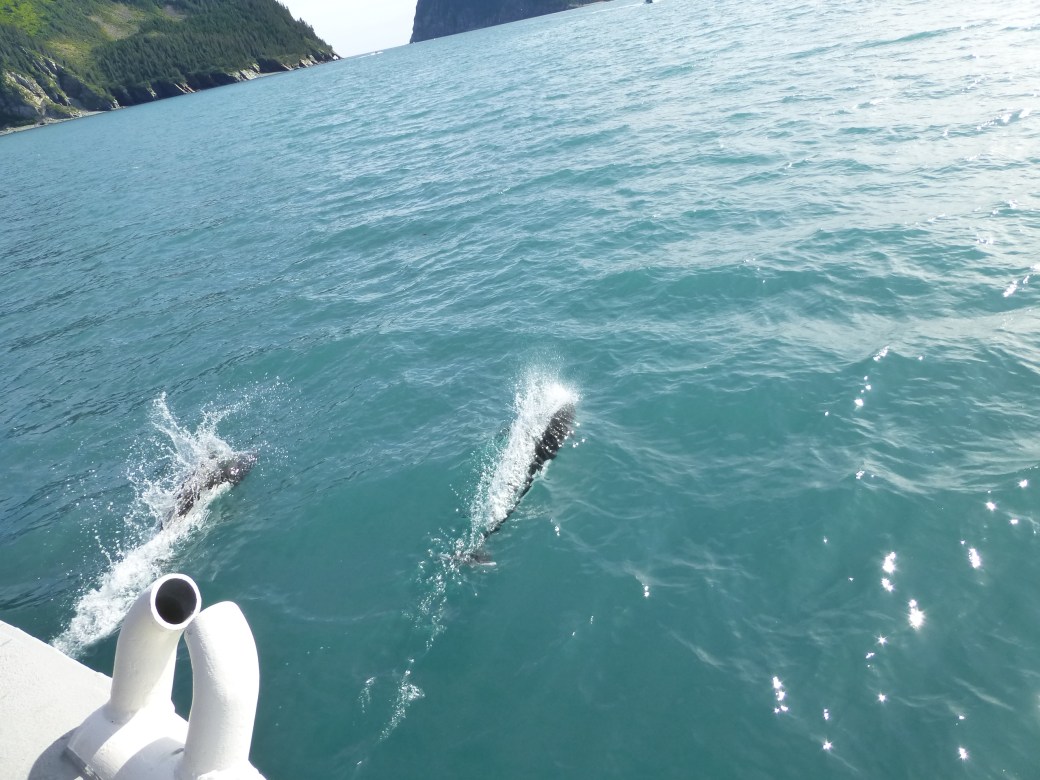 Dall Porpoises