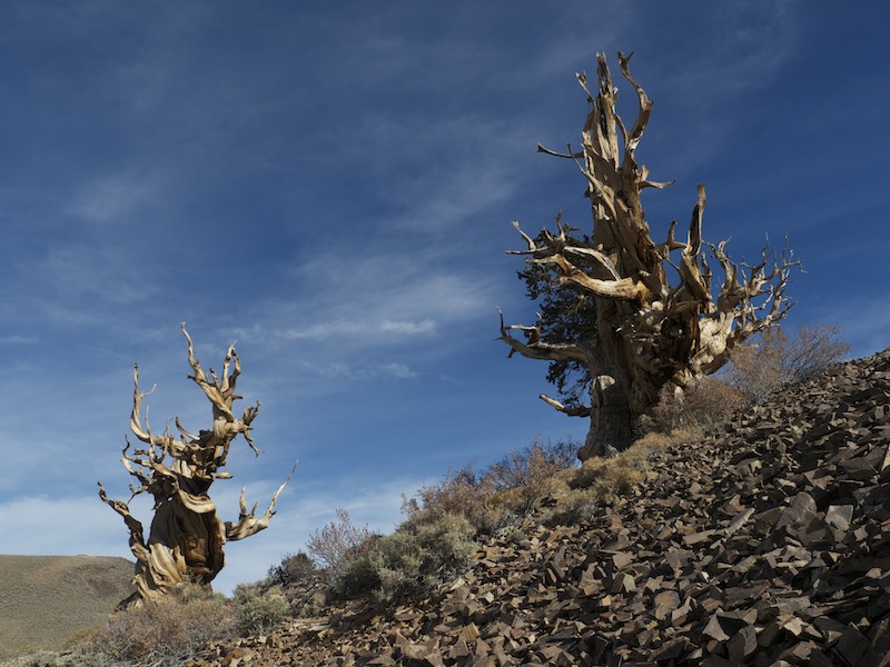Ancient Bristlecone Pine Trees