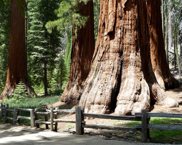 The Giants of California – Giant Sequoias!