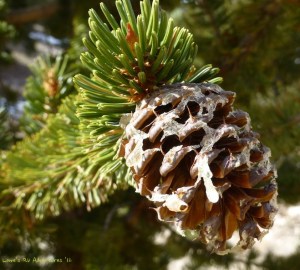 BristleCone Bristle Cone