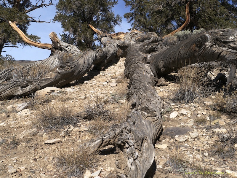 Fallen Dead Bristlecone Pine Tree