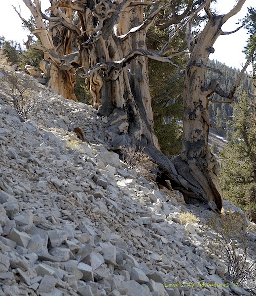 Ancient Bristlecone Pine Tree