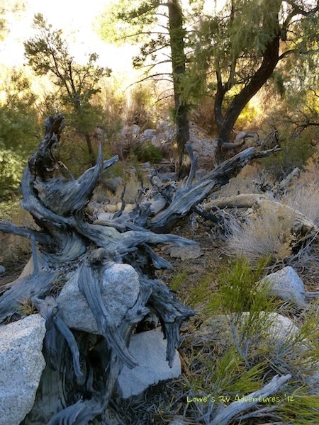 Tree Roots Hugging Rocks Rock hugging tree – Lowes Travels