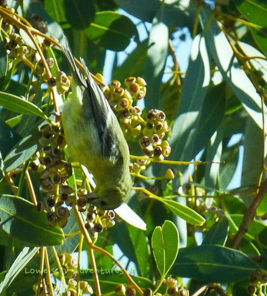 Lesser Goldfinch