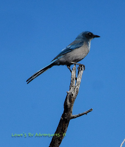Mexican Jay