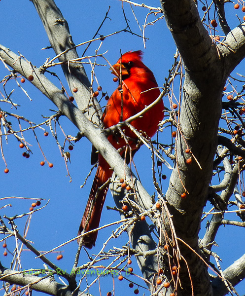 Northern Cardinal