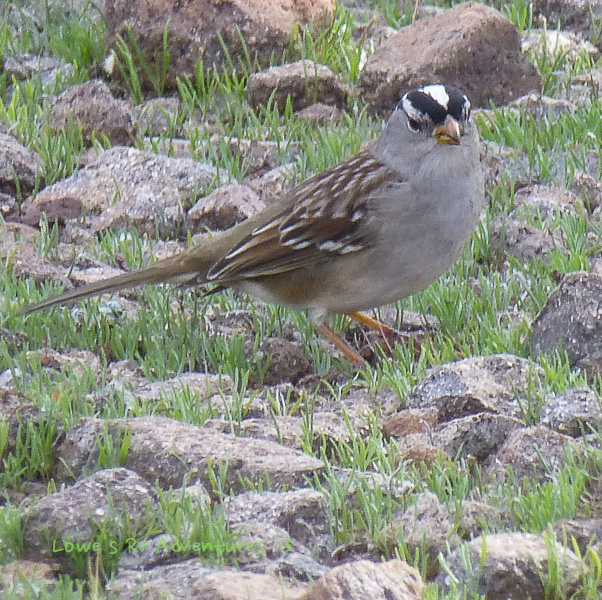 White Crowned Sparrow
