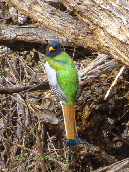 Male Elegant Trogon