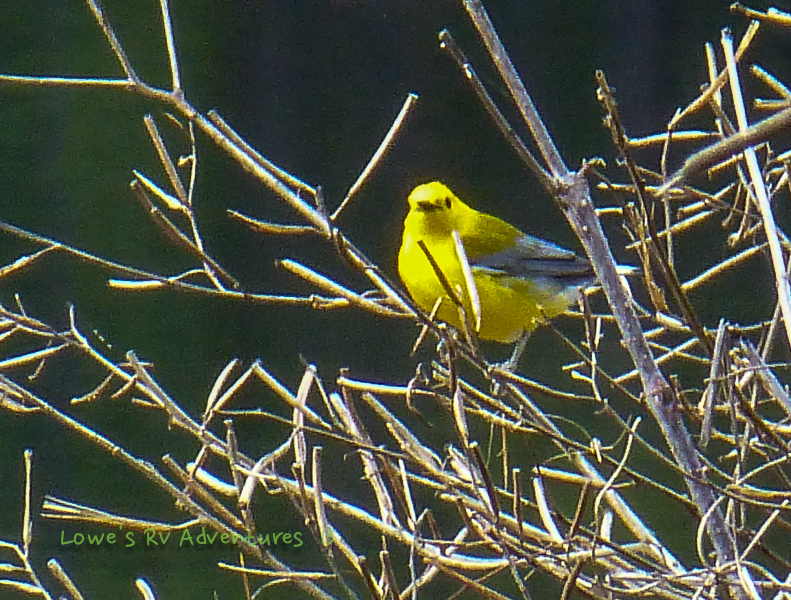 Yellow Warbler