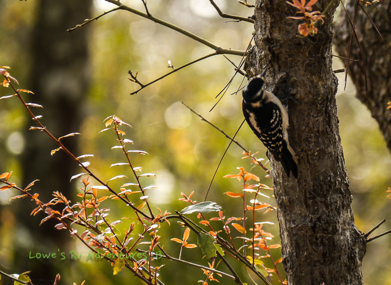 Black-backed Woodpecker