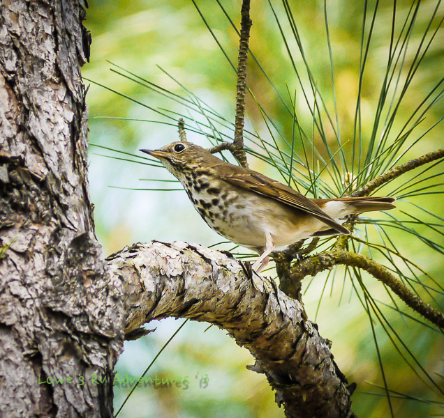 Wood Thrush