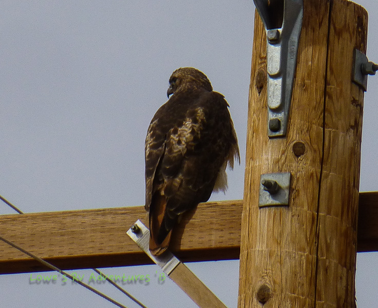 Harris Hawk