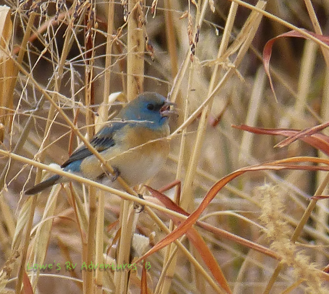 Lazuli Bunting
