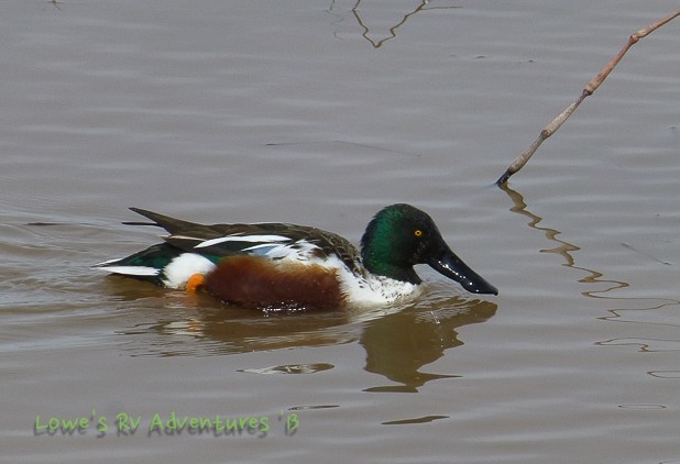 Northern Shoveler