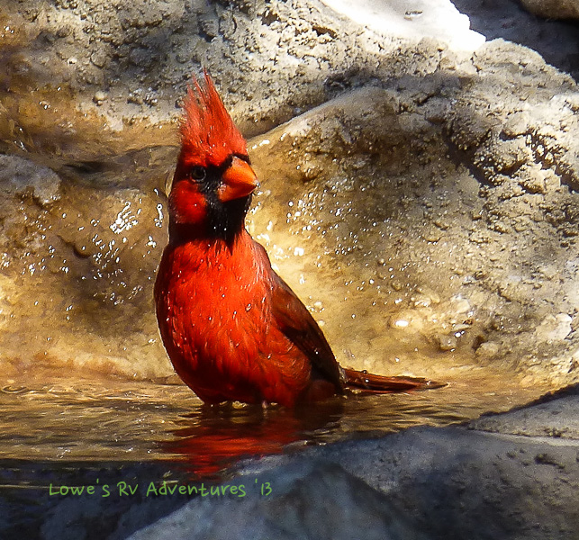 Northern Cardinal