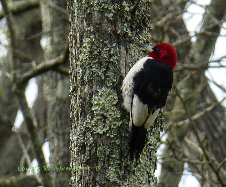 Red-headed Woodpecker