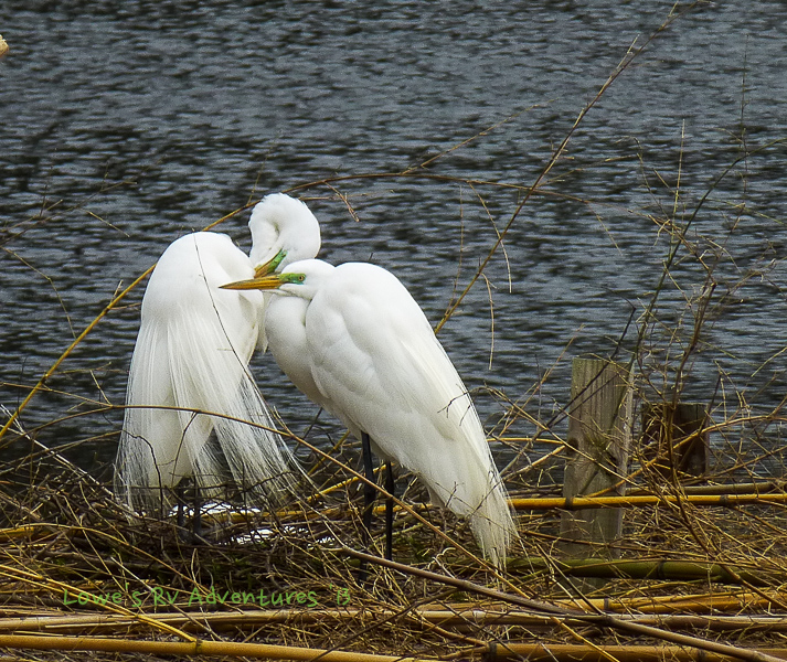 Great Egret