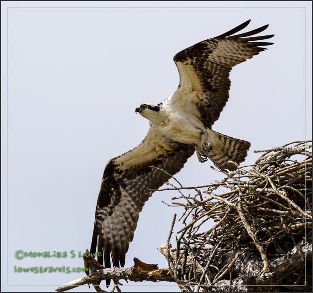 Osprey