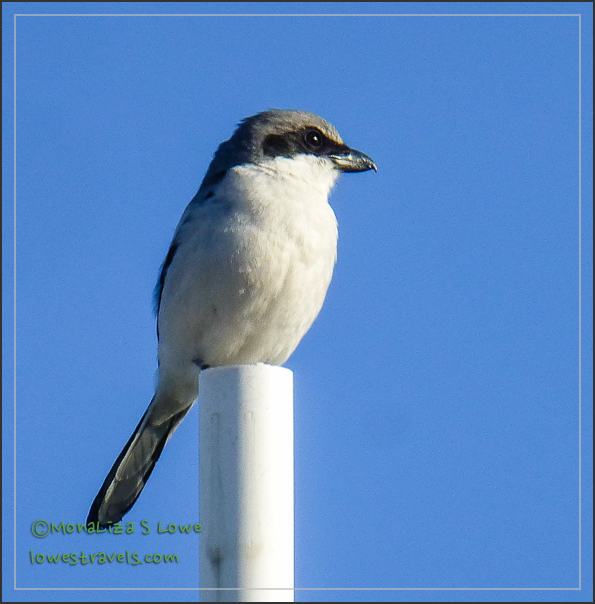 Loggerhead Shrike