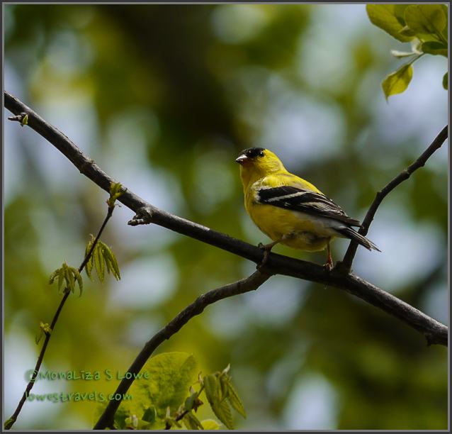 American Goldfinch