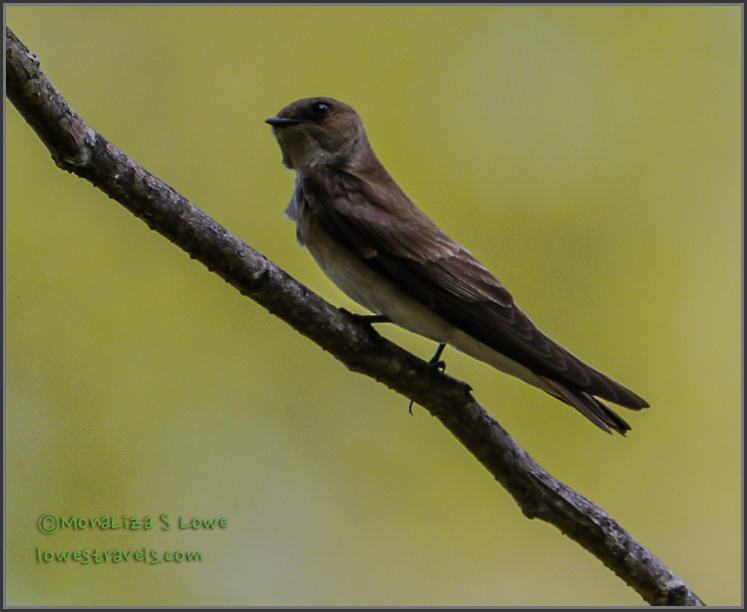 Female Purple Martin