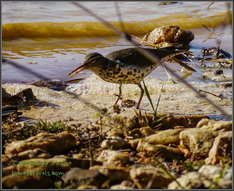 Spotted Sandpiper