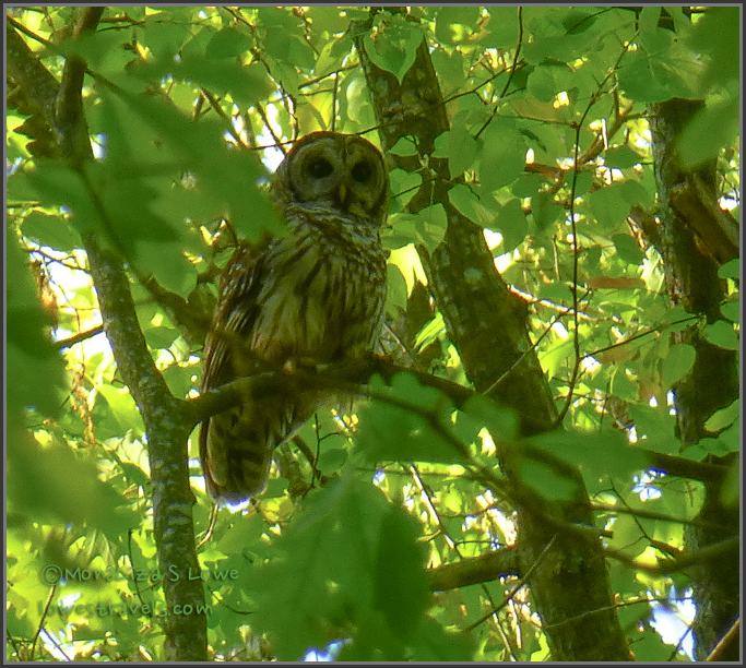 Barred Owl