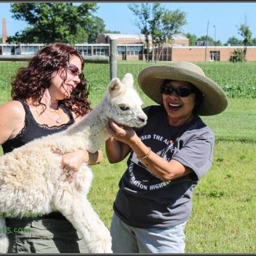 Playing with Alpaca