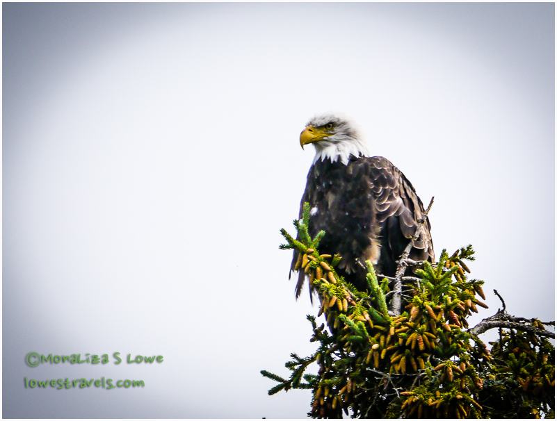 Bald Eagle
