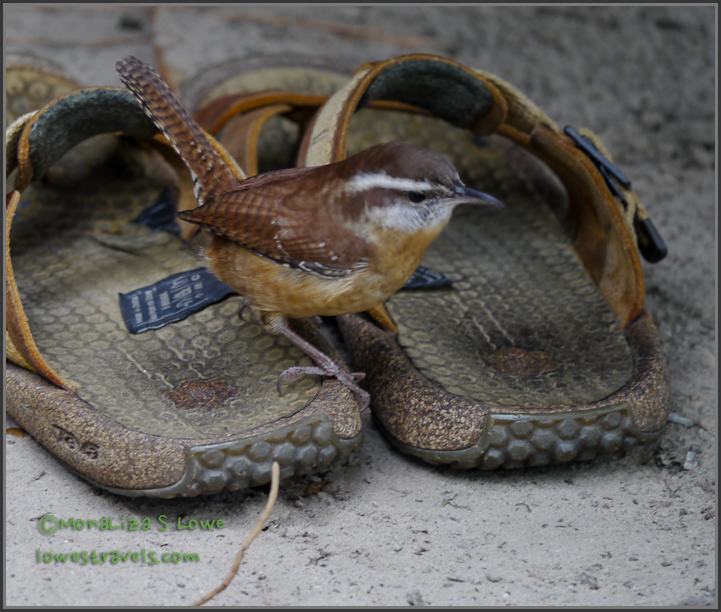Carolina Wren